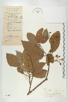 百色猴歡喜藏品圖，第1張