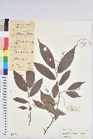 登錄號:S041219藏品圖，第1張