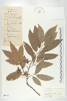 嶺南柿藏品圖，第1張