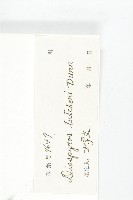 嶺南柿藏品圖，第6張