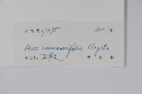 樟葉槭藏品圖，第2張