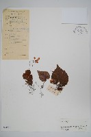 天葵海棠藏品圖，第1張