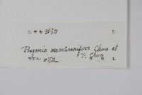 天葵海棠藏品圖，第2張