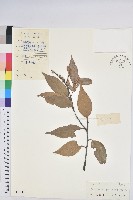 反刺苦櫧藏品圖，第1張