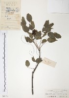 野鴉椿藏品圖，第1張