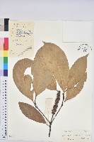 橿葉柯藏品圖，第1張