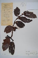 美麗獼猴桃藏品圖，第1張