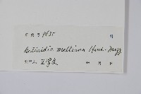 美麗獼猴桃藏品圖，第2張