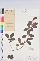 東方古柯藏品圖，第1張