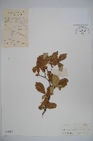 傘花六道木藏品圖，第1張