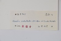 傘花六道木藏品圖，第2張