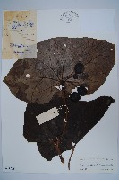 八角蓮藏品圖，第1張