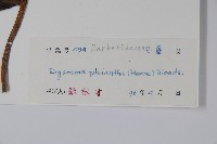 八角蓮藏品圖，第2張