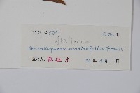 吳茱萸五加藏品圖，第2張