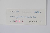 血皮槭藏品圖，第2張
