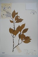 威氏冬青藏品圖，第1張