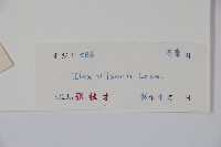 威氏冬青藏品圖，第2張