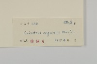 苦皮藤藏品圖，第3張