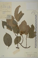 哥蘭葉藏品圖，第1張