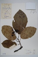 破布烏藏品圖，第1張