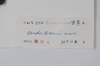 破布烏藏品圖，第2張