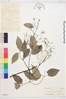 柱果鐵線蓮藏品圖，第2張