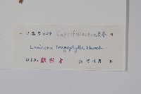 盤葉忍冬藏品圖，第2張