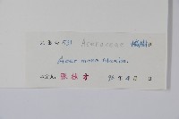 元寶楓, 地錦槭藏品圖，第2張