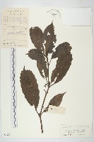 登錄號:S041278藏品圖，第1張