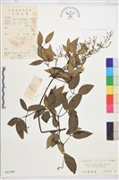 革葉鐵線蓮藏品圖，第1張