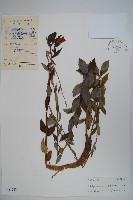 桔梗藏品圖，第1張