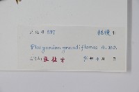 桔梗藏品圖，第2張