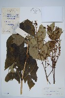 蔥木藏品圖，第1張