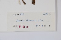 蔥木藏品圖，第2張