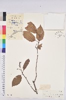 白木烏臼藏品圖，第1張