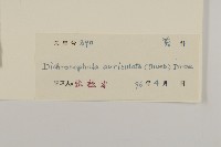 魚眼菊藏品圖，第3張