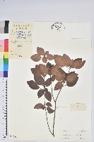 腺萼馬銀花藏品圖，第1張