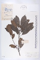 俄氏虎皮楠、蘭嶼虎皮楠、虎皮楠藏品圖，第1張