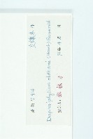 俄氏虎皮楠、蘭嶼虎皮楠、虎皮楠藏品圖，第3張