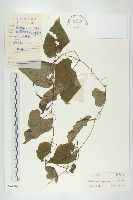 湘桂栝樓藏品圖，第1張