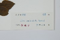 鼠李冬青、滿樹星藏品圖，第2張