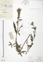 水丁香藏品圖，第1張