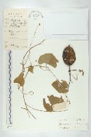 王瓜藏品圖，第1張