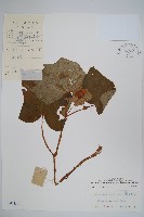 裂葉秋海棠藏品圖，第1張