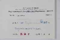 裂葉秋海棠藏品圖，第2張