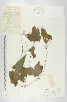 大苞赤瓟藏品圖，第1張