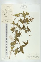 天花藏品圖，第1張