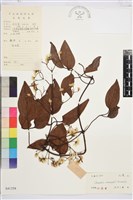 小木通藏品圖，第1張