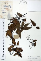 柱果鐵線蓮藏品圖，第1張