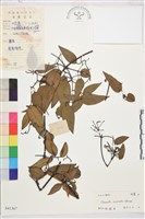 柱果鐵線蓮藏品圖，第2張